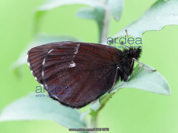 : Large Ringlet : Large Ringlet