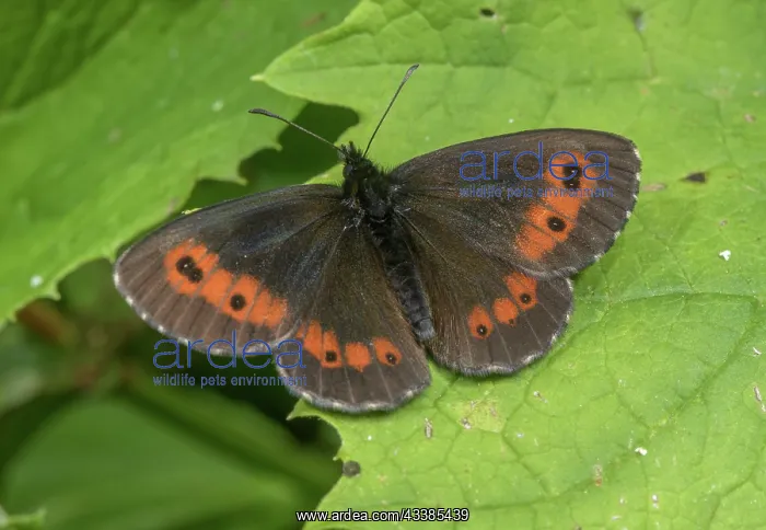 : Large Ringlet, Erebia euryale basking in the Italian Alps : Large Ringlet, Erebia euryale basking in the Italian Alps