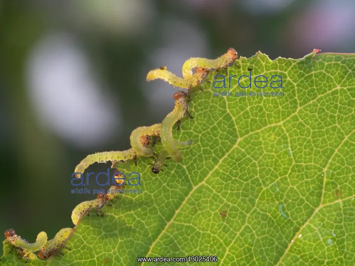 : Large Rose Saw Fly larvae feeding on rose leaf : Large Rose Saw Fly larvae feeding on rose leaf