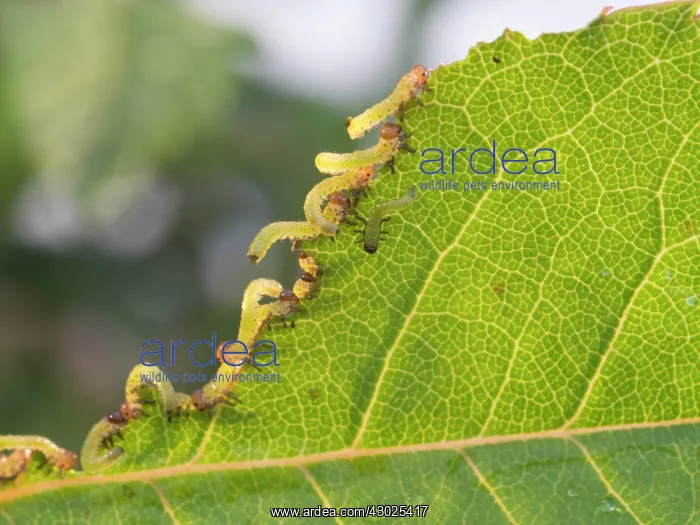 : Large Rose Saw Fly larvae feeding on rose leaf : Large Rose Saw Fly larvae feeding on rose leaf