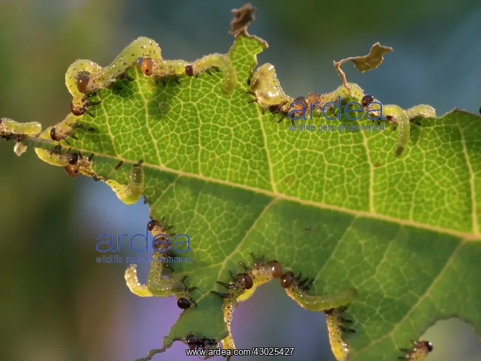 : Large Rose Saw Fly larvae feeding on rose leaf : Large Rose Saw Fly larvae feeding on rose leaf