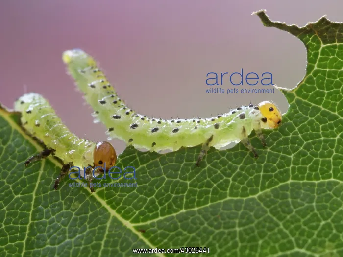 : Large Rose Saw Fly larvae feeding on rose leaf : Large Rose Saw Fly larvae feeding on rose leaf