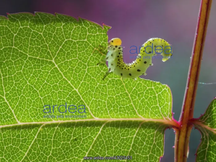 : Large Rose Saw Fly larvae feeding on rose leaf : Large Rose Saw Fly larvae feeding on rose leaf
