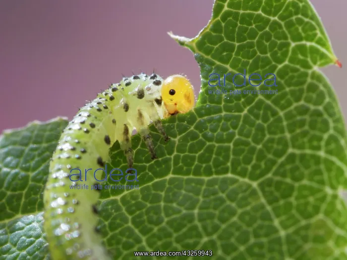 : Large Rose Saw Fly larvae feeding on rose leaf : Large Rose Saw Fly larvae feeding on rose leaf
