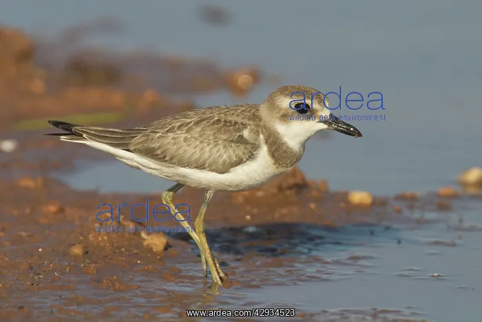 : Large Sand Plover - at pond edge : Large Sand Plover - at pond edge