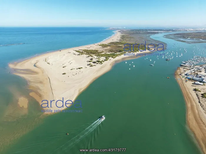 : The large sandbar of Punta del Boquerón and partial view of the fishing village of Sancti Petri : The large sandbar of Punta del Boquerón and partial view of the fishing village of Sancti Petri
