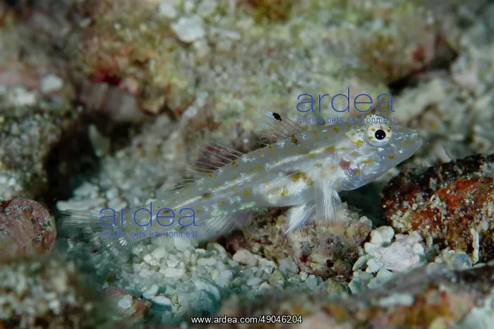 : Large Sandgoby : Large Sandgoby