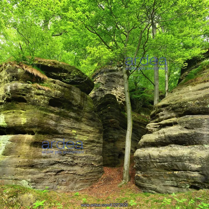 : Large sandstone rocks in the beech forest, Elbe : Large sandstone rocks in the beech forest, Elbe