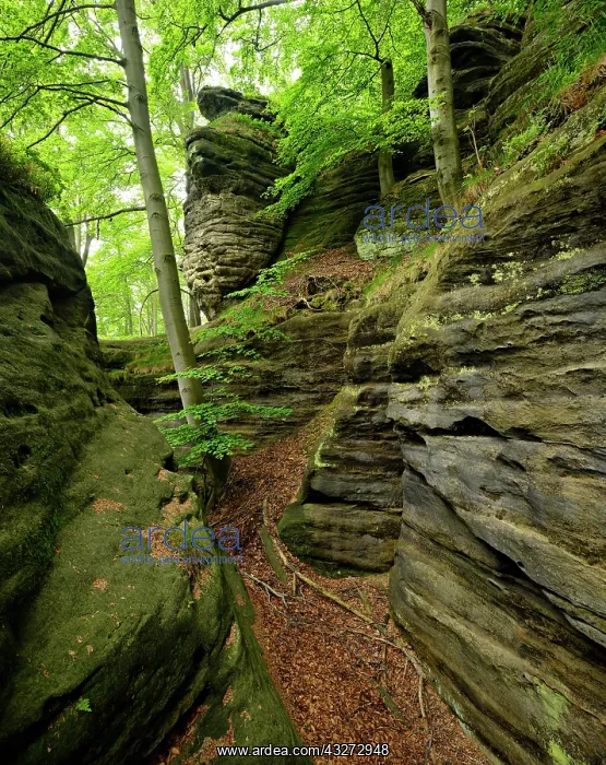 : Large sandstone rocks in the beech forest, Elbe : Large sandstone rocks in the beech forest, Elbe