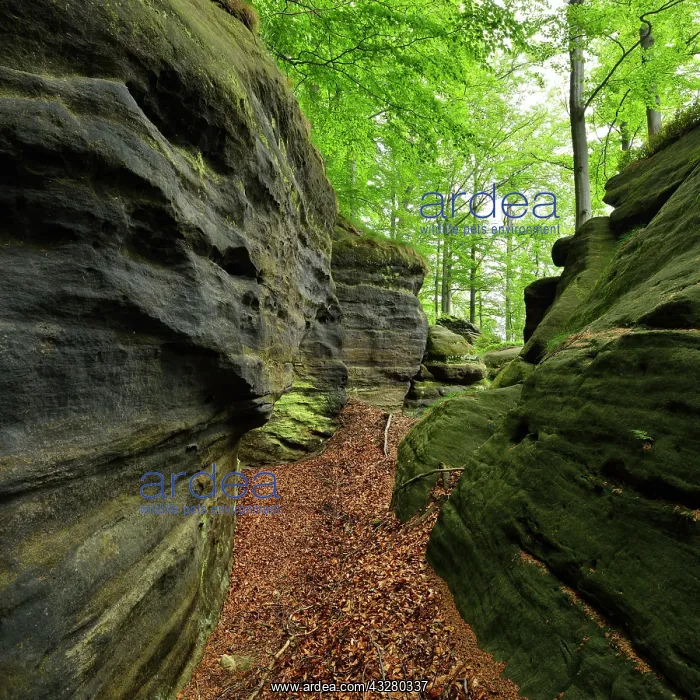 : Large sandstone rocks in the beech forest, Elbe : Large sandstone rocks in the beech forest, Elbe