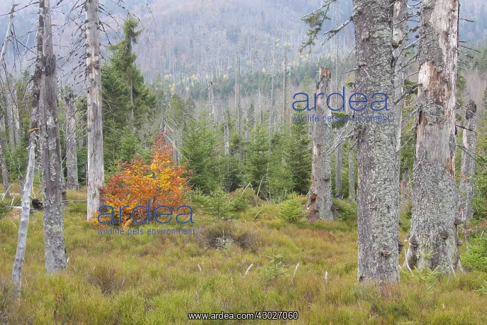 : A large scale bark beetle infestation caused a lot : A large scale bark beetle infestation caused a lot