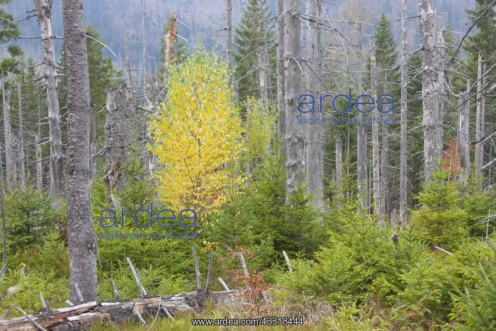 : A large scale bark beetle infestation caused a lot : A large scale bark beetle infestation caused a lot