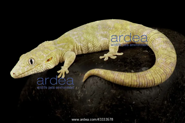: Large-scaled chameleon gecko (Eurydactylodes sym : Large-scaled chameleon gecko (Eurydactylodes sym