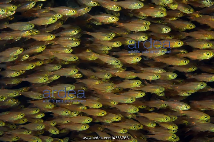 : Large school of Glassfish (Parapriacanthus ransonneti) : Large school of Glassfish (Parapriacanthus ransonneti)