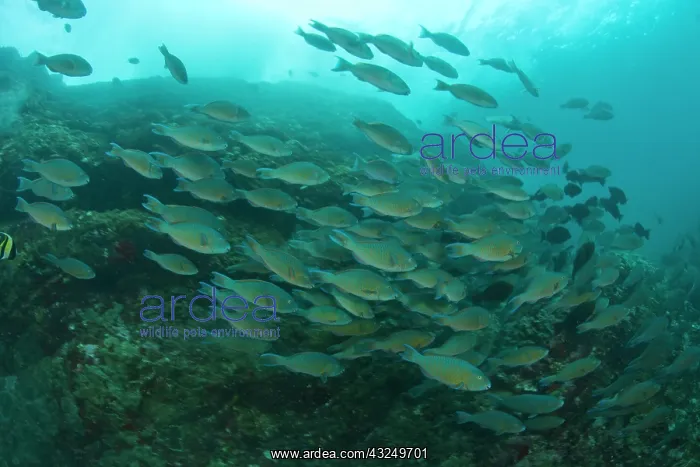 : Large school of Juvenile Parrotfish (Scarus : Large school of Juvenile Parrotfish (Scarus