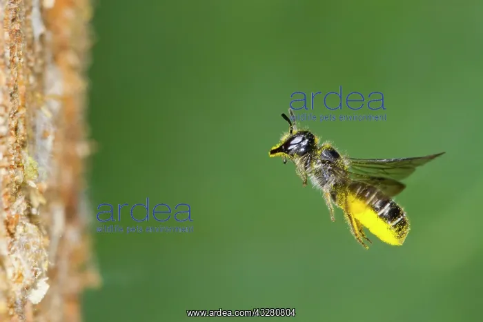 : Large Scissor-bee (Chelostoma florisomne) in flight : Large Scissor-bee (Chelostoma florisomne) in flight