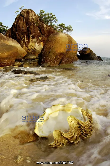 : A large sea-shell, washed ashore on a beach of : A large sea-shell, washed ashore on a beach of