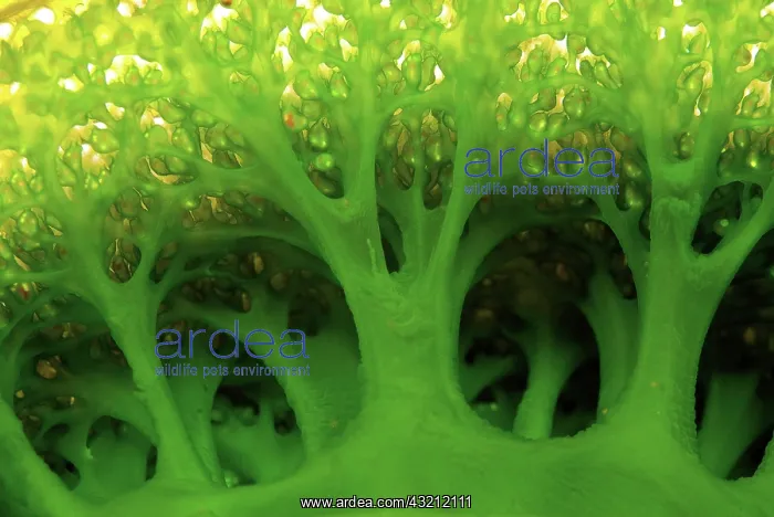 : Detail of large sea squirt (Tunicate), Buyat : Detail of large sea squirt (Tunicate), Buyat