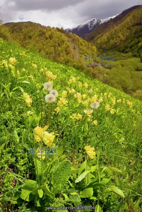 : Large-sepalled Primula (Caucasian form of Cowslip) : Large-sepalled Primula (Caucasian form of Cowslip)