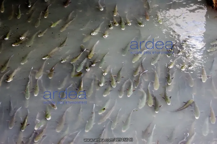 : Large shoal of mullet feeding at effluent outlet in harbour : Large shoal of mullet feeding at effluent outlet in harbour
