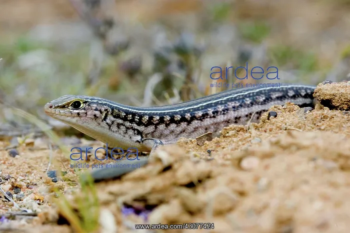 : Skink. Large skink (Ctenotus robustus) hunting by day on the ground in : Skink. Large skink (Ctenotus robustus) hunting by day on the ground in