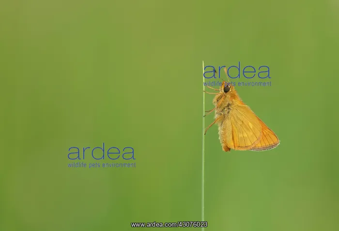 : Large Skipper : Large Skipper
