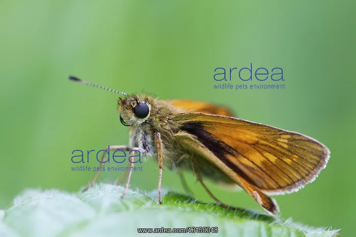 : Large Skipper : Large Skipper