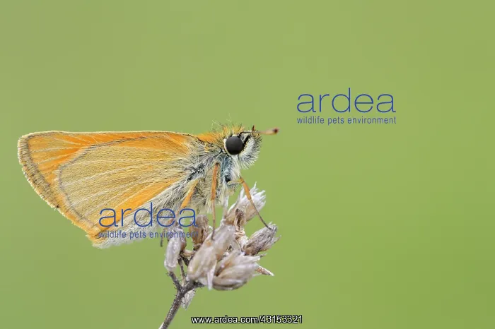 : Large Skipper : Large Skipper