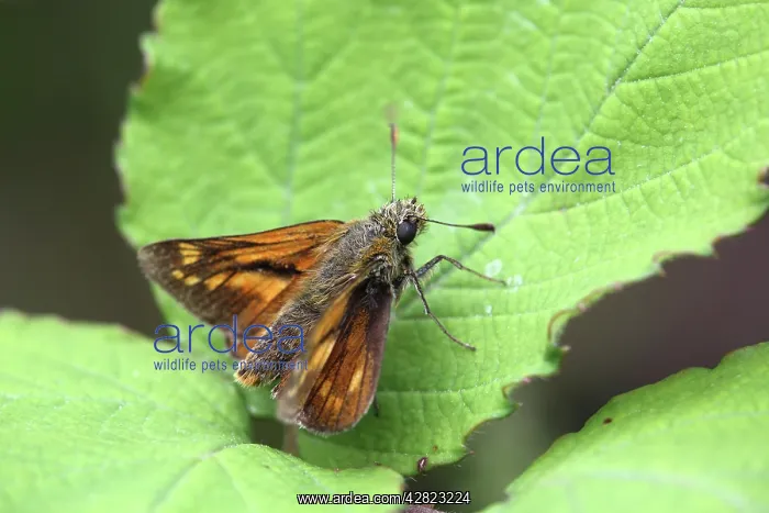 : Large Skipper Butterfly : Large Skipper Butterfly