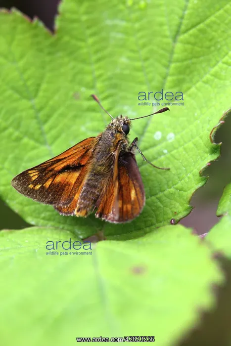 : Large Skipper Butterfly : Large Skipper Butterfly