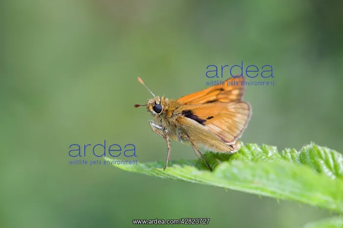 : Large Skipper Butterfly : Large Skipper Butterfly