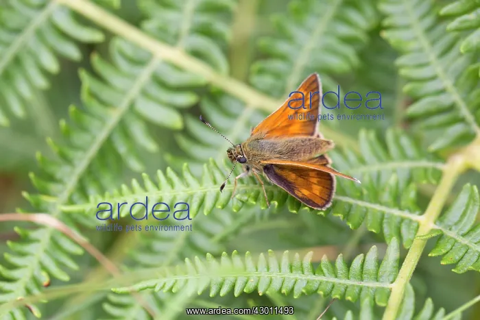 : Large Skipper Butterfly : Large Skipper Butterfly
