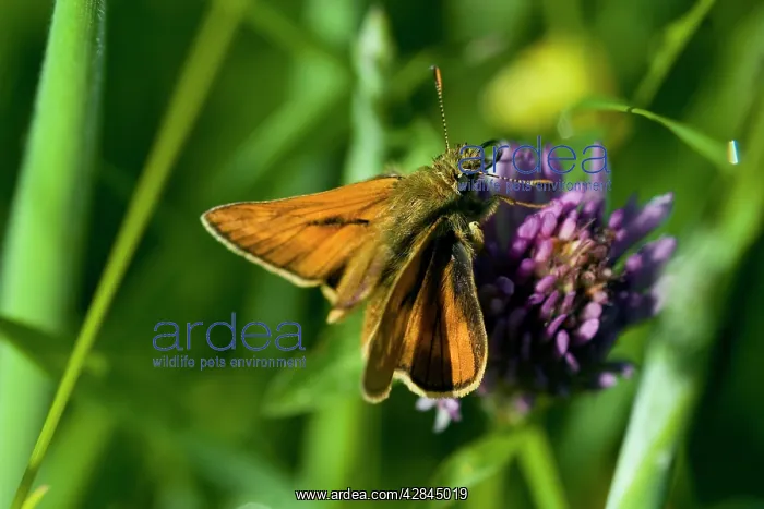 : Large Skipper Butterfly - on Devil's bit scabious : Large Skipper Butterfly - on Devil's bit scabious
