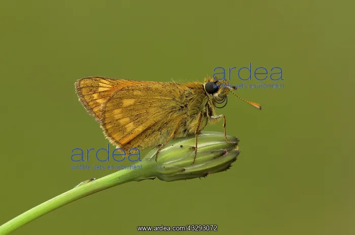 : Large Skipper - female resting on hawkbit flower bud - June : Large Skipper - female resting on hawkbit flower bud - June