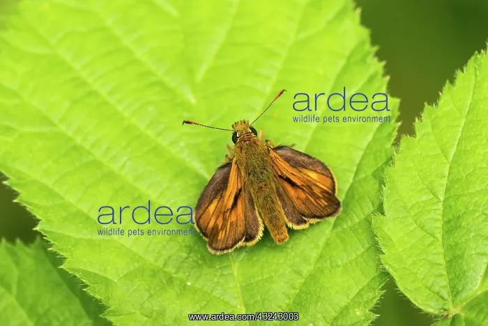 : Large skipper - male - resting on bramble leaf - : Large skipper - male - resting on bramble leaf -