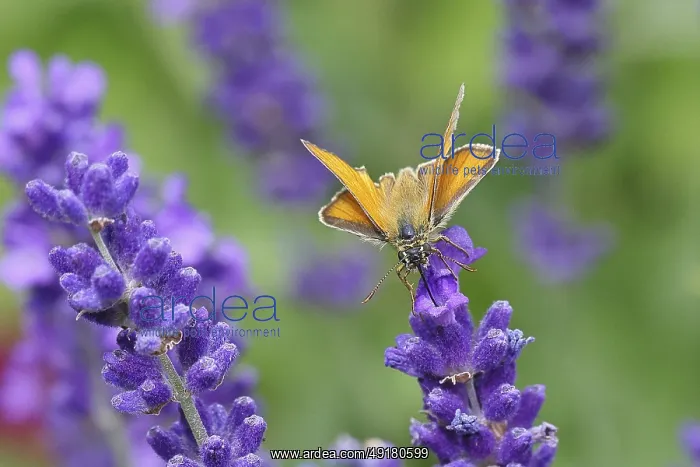 : Large skipper (Ochlodes venatus) : Large skipper (Ochlodes venatus)