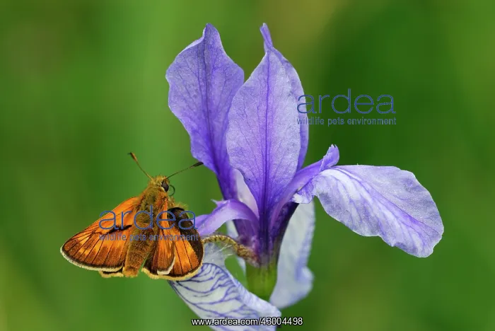 : Large Skipper on Siberian Iris : Large Skipper on Siberian Iris