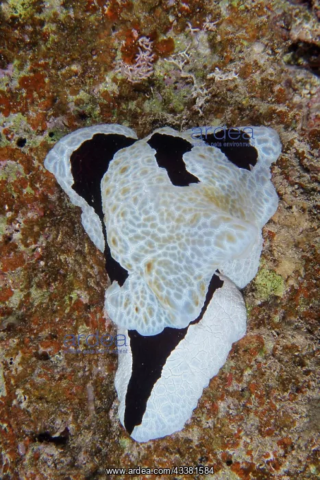 : Large sofa cushion snail (Pleurobranchus grandis) : Large sofa cushion snail (Pleurobranchus grandis)