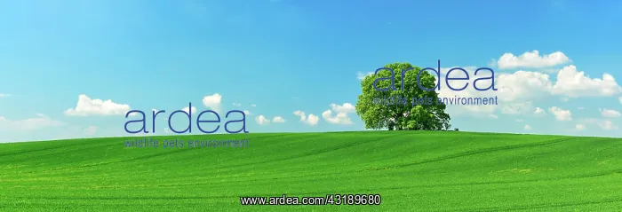 : Large solitaires linden tree (Tilia) on hill in : Large solitaires linden tree (Tilia) on hill in