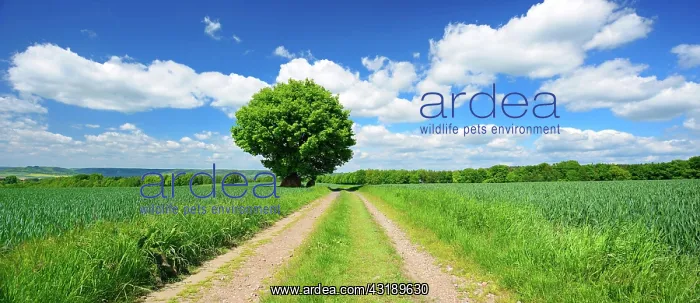 : Large solitaires Oak (Quercus) on the field path : Large solitaires Oak (Quercus) on the field path