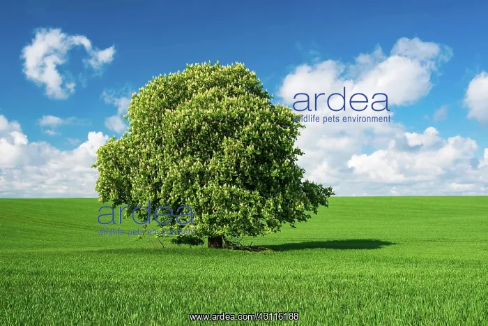 : Large solitary horse chestnut (Aesculus) in full : Large solitary horse chestnut (Aesculus) in full