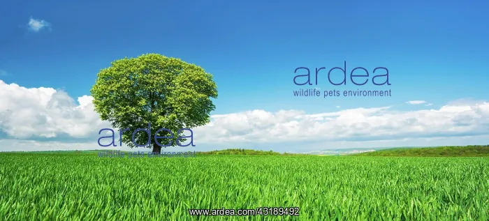 : Large solitary horse chestnut (Aesculus) on a green : Large solitary horse chestnut (Aesculus) on a green