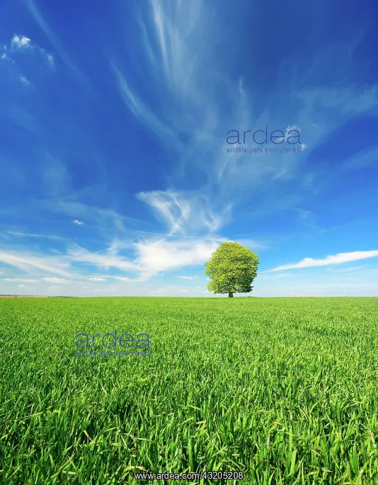 : Large solitary horse chestnut (Aesculus) on green : Large solitary horse chestnut (Aesculus) on green