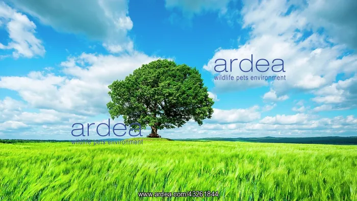 : Large solitary oak in green field, blue sky with : Large solitary oak in green field, blue sky with