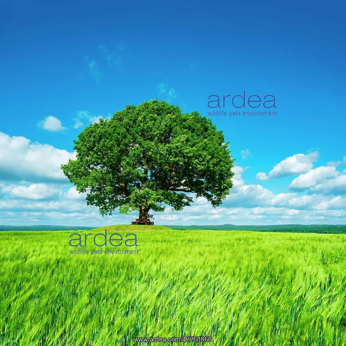 : Large solitary oak in green field, blue sky with : Large solitary oak in green field, blue sky with