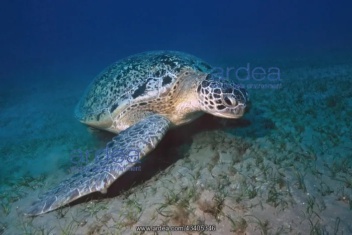 : Large specimen of green turtle (Chelonia mydas) G : Large specimen of green turtle (Chelonia mydas) G