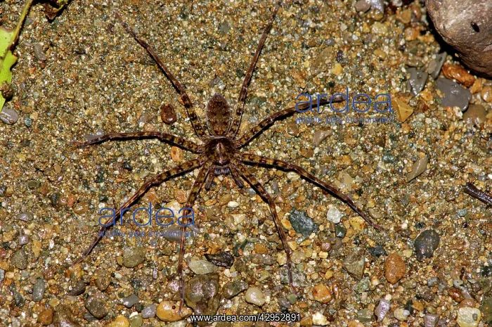 : A large spider (unidentified) searches for prey : A large spider (unidentified) searches for prey