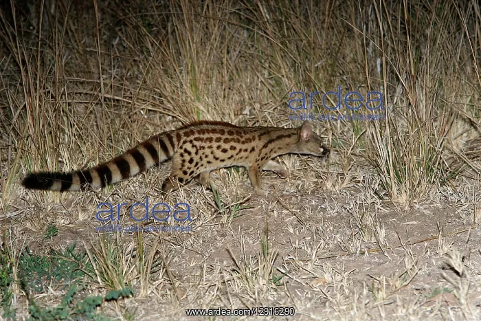 : Large-Spotted Genet : Large-Spotted Genet