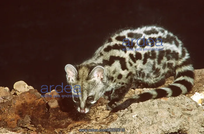: Large-spotted Genet : Large-spotted Genet