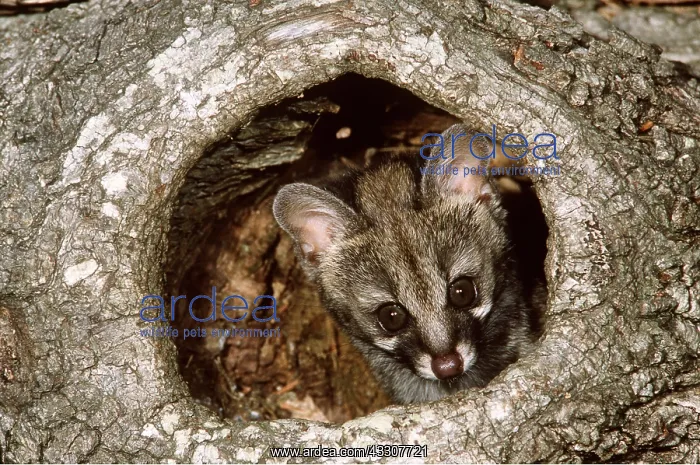 : Large-Spotted Genet : Large-Spotted Genet
